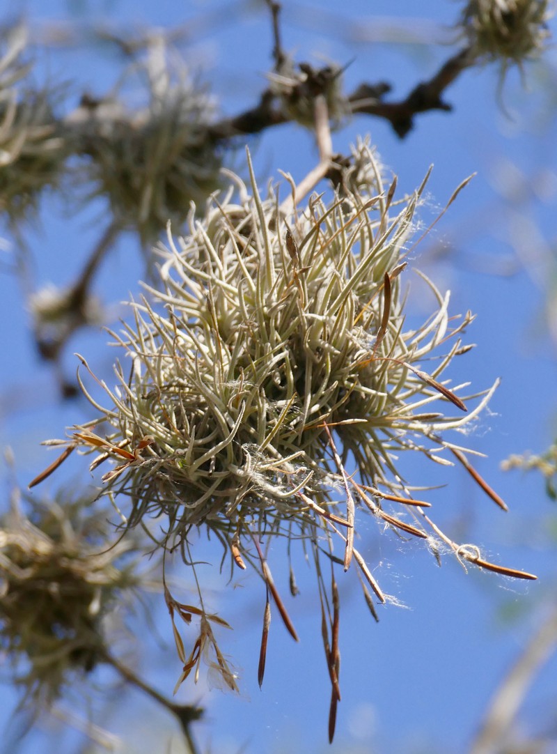 Small Ballmoss photo 5