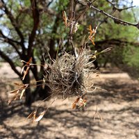 Small Ballmoss