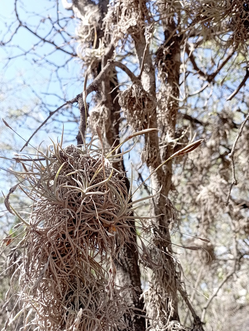Small Ballmoss photo 2