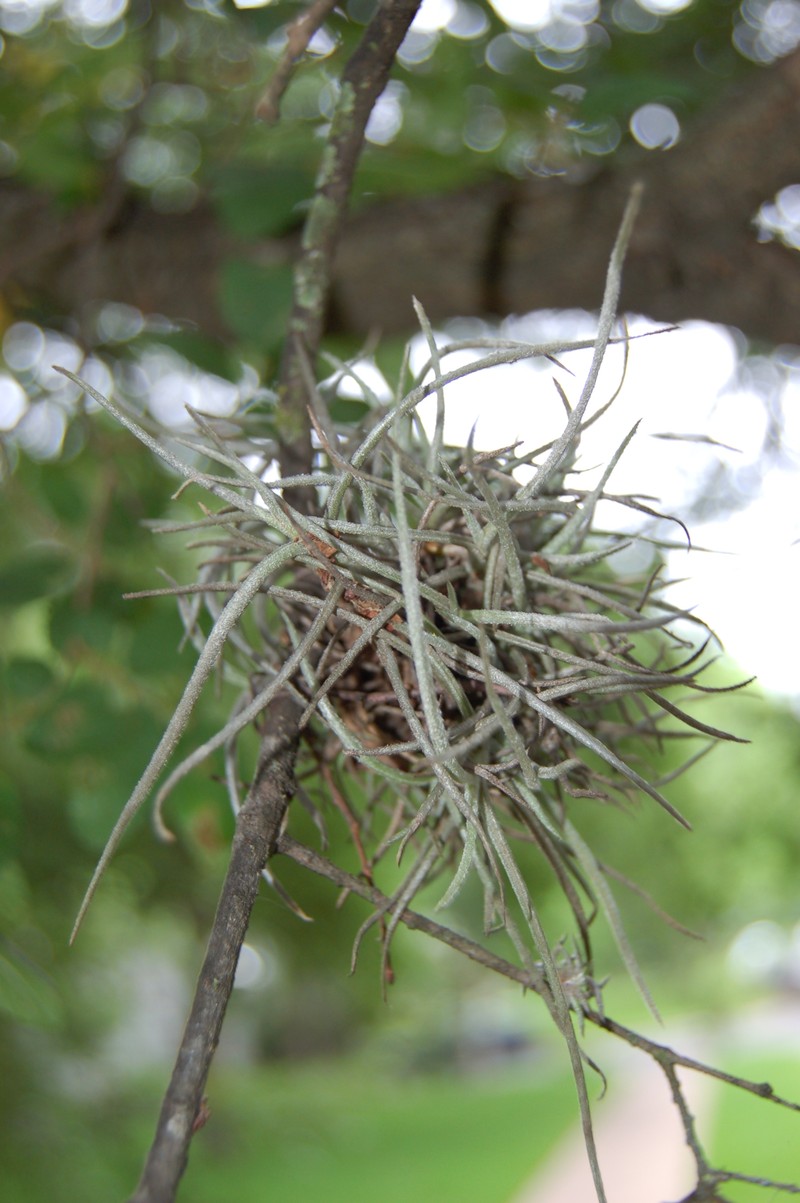 Small Ballmoss photo 3