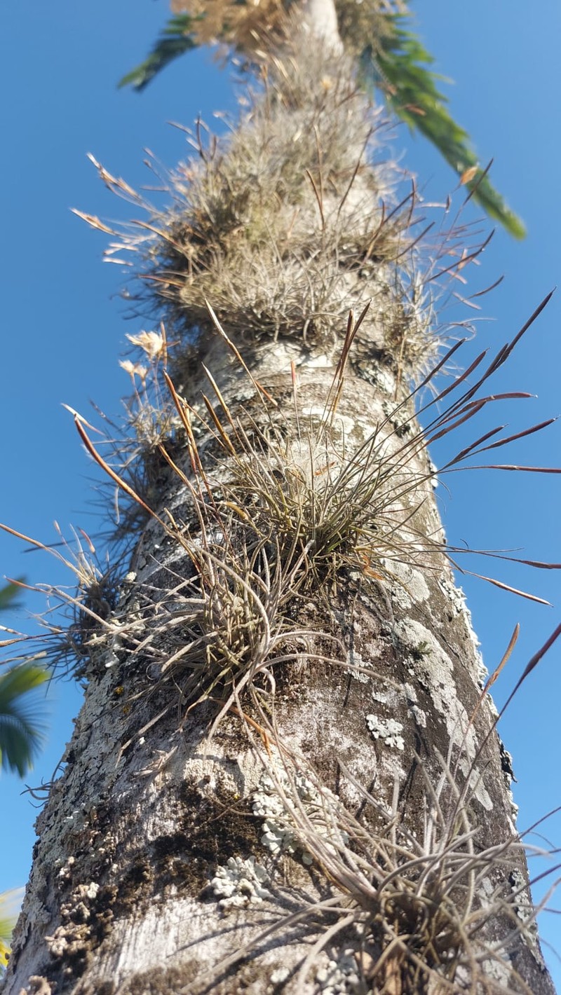 Small Ballmoss photo 4