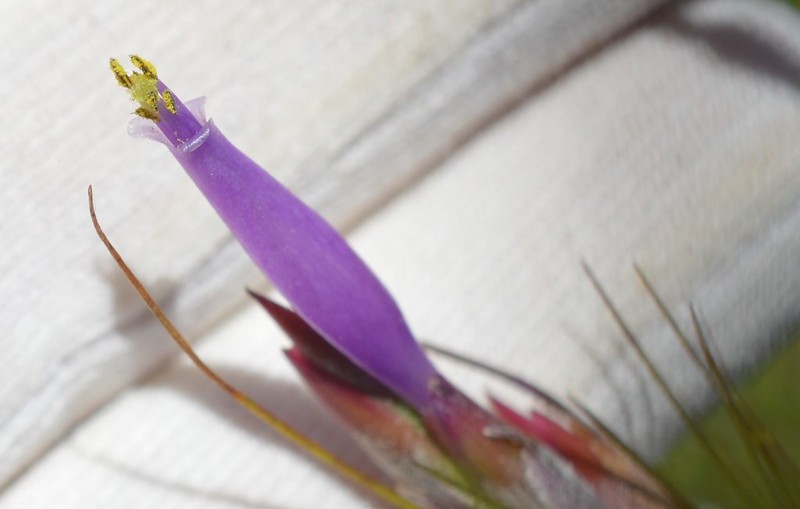 Southern Needleleaf photo 4