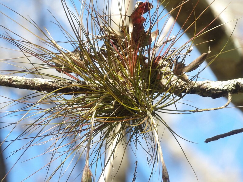 Southern Needleleaf photo 6