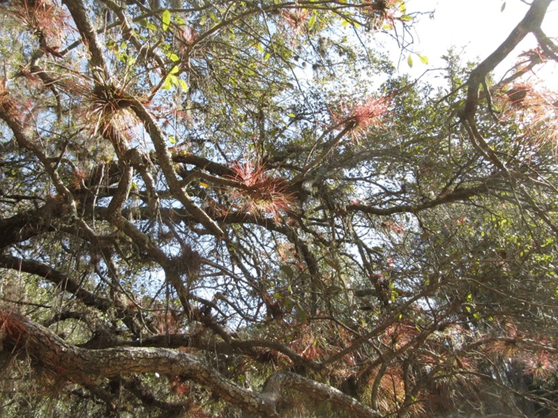 Southern Needleleaf photo 4