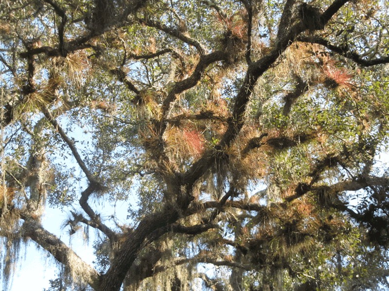 Southern Needleleaf photo 5