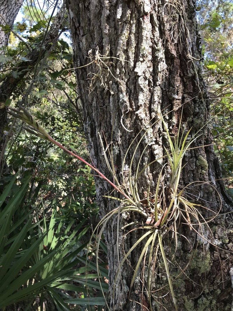 Manatee River Airplant photo 2