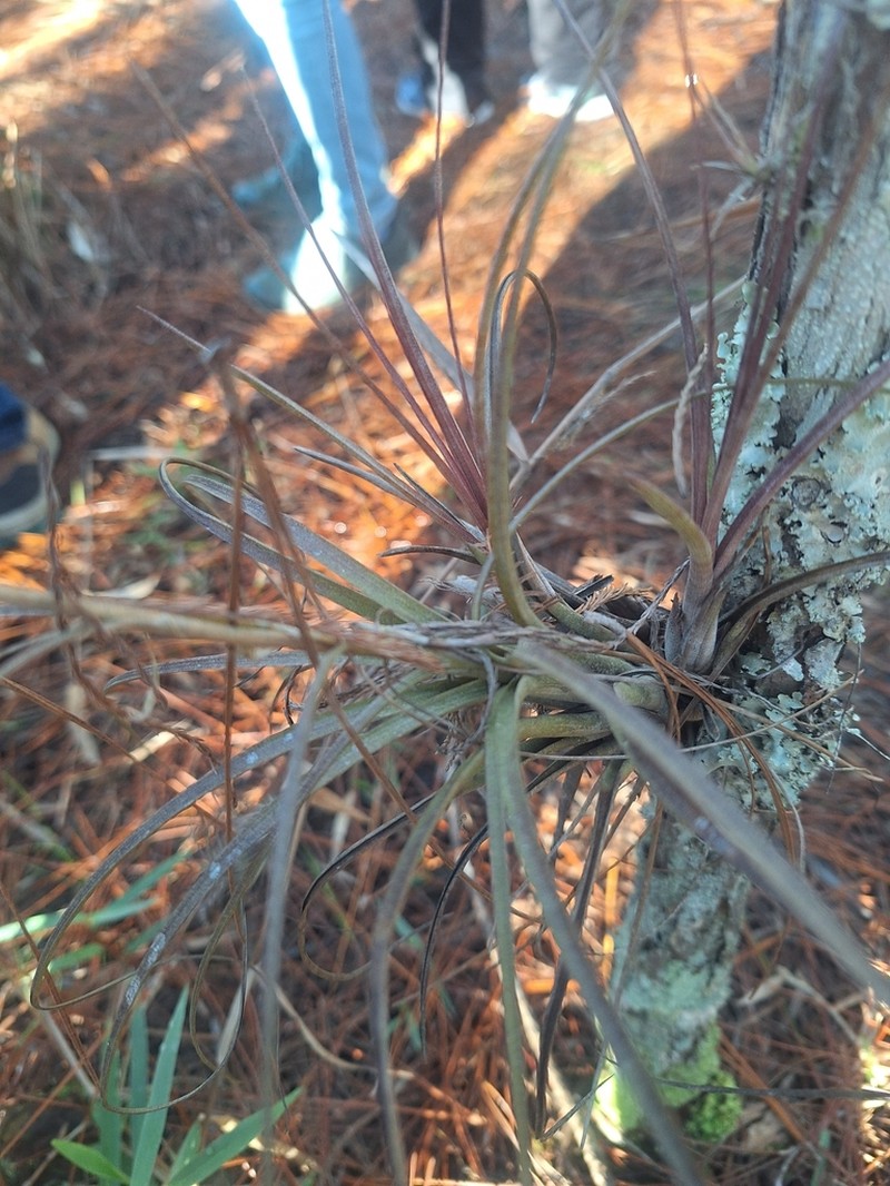 Manatee River Airplant photo 4