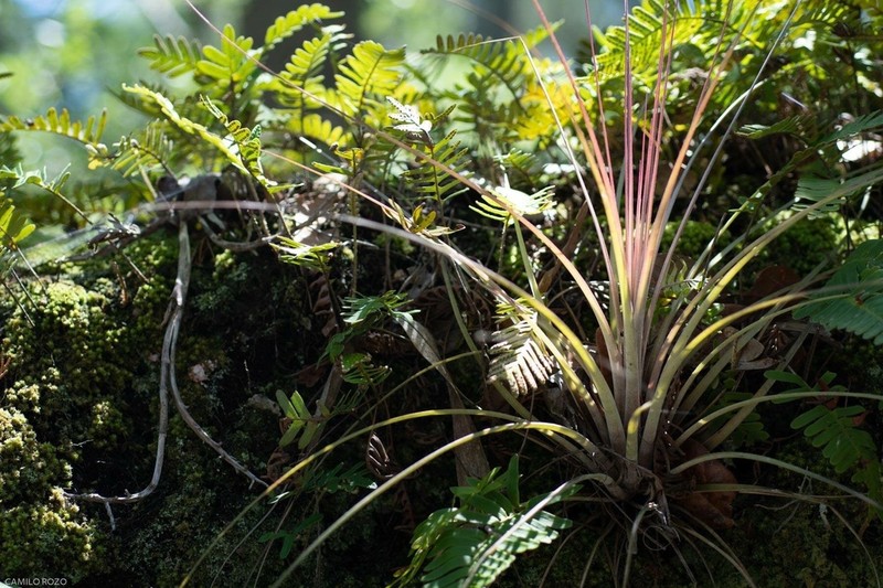 Manatee River Airplant photo 6