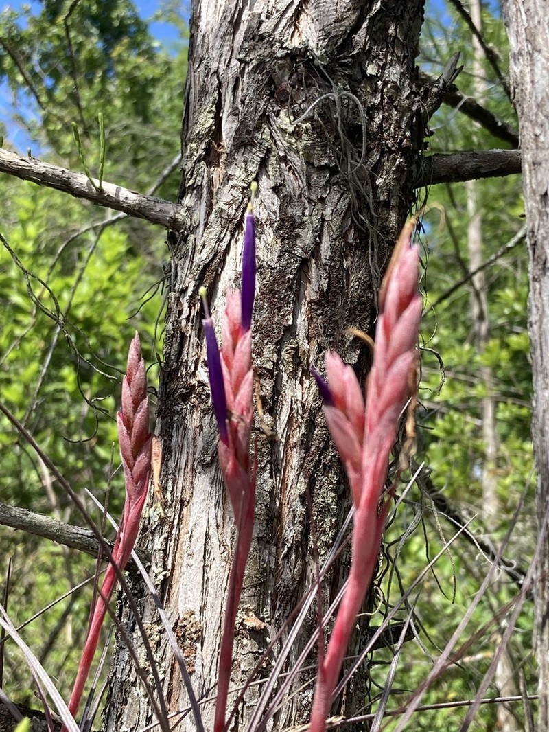 Manatee River Airplant photo 7