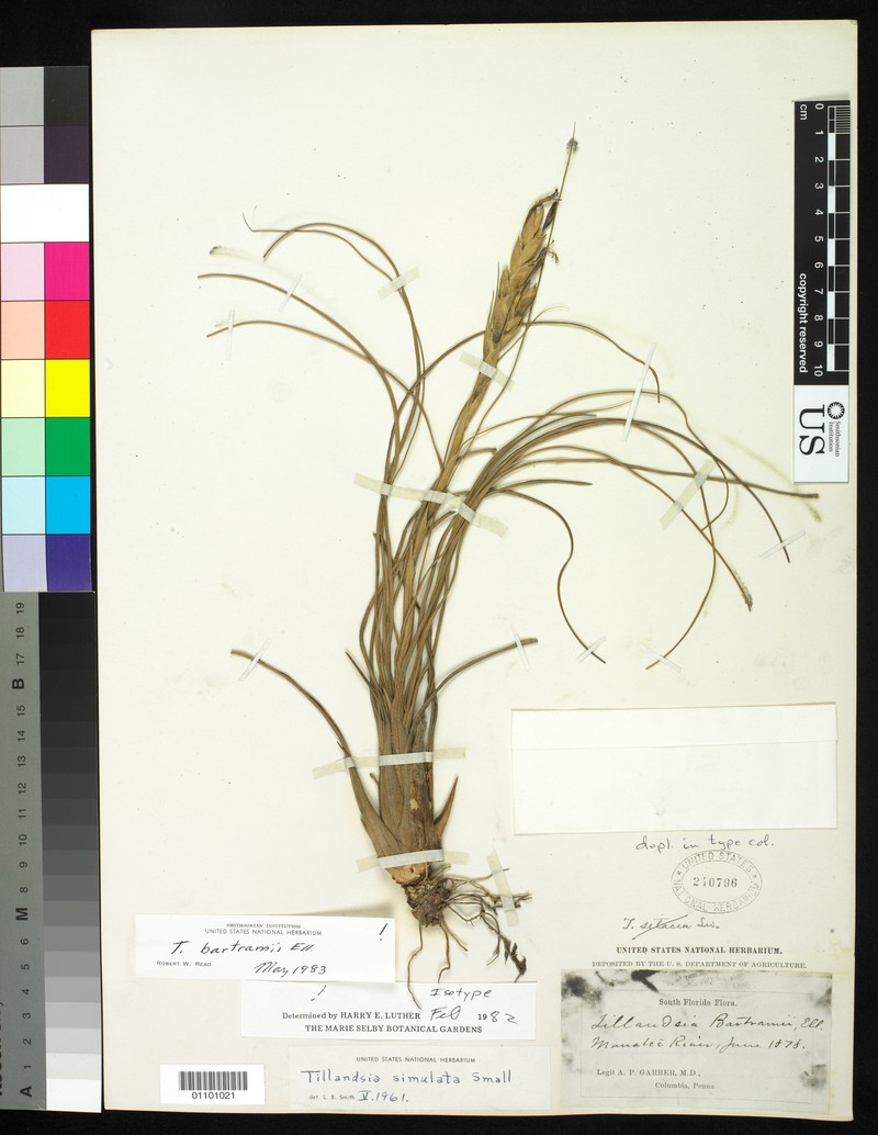 Manatee River Airplant