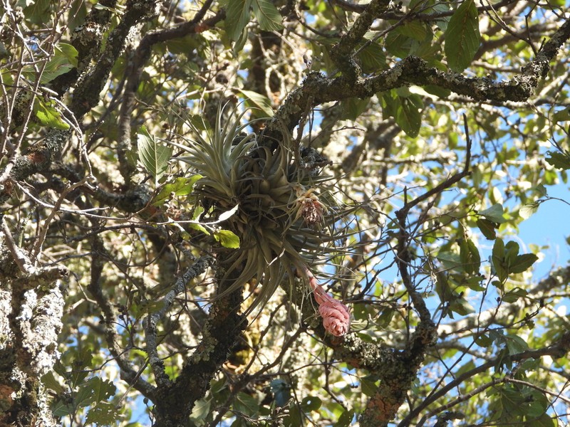 Tillandsia tecolometl