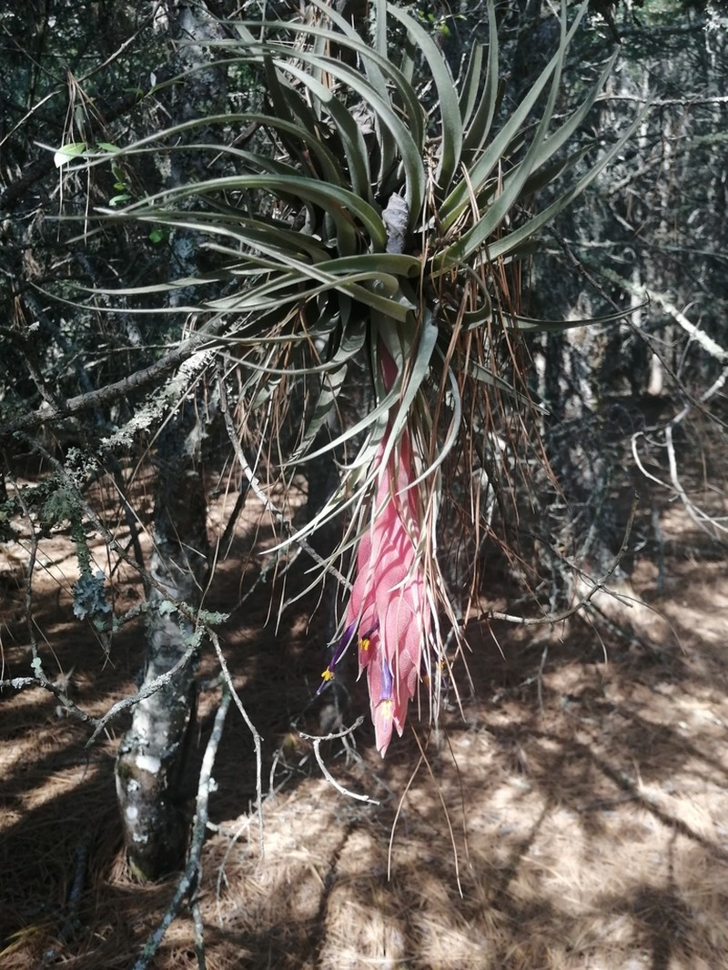 Tillandsia tecolometl photo 2