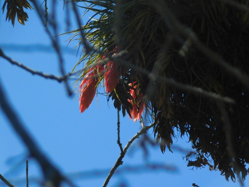Tillandsia tecolometl photo 3