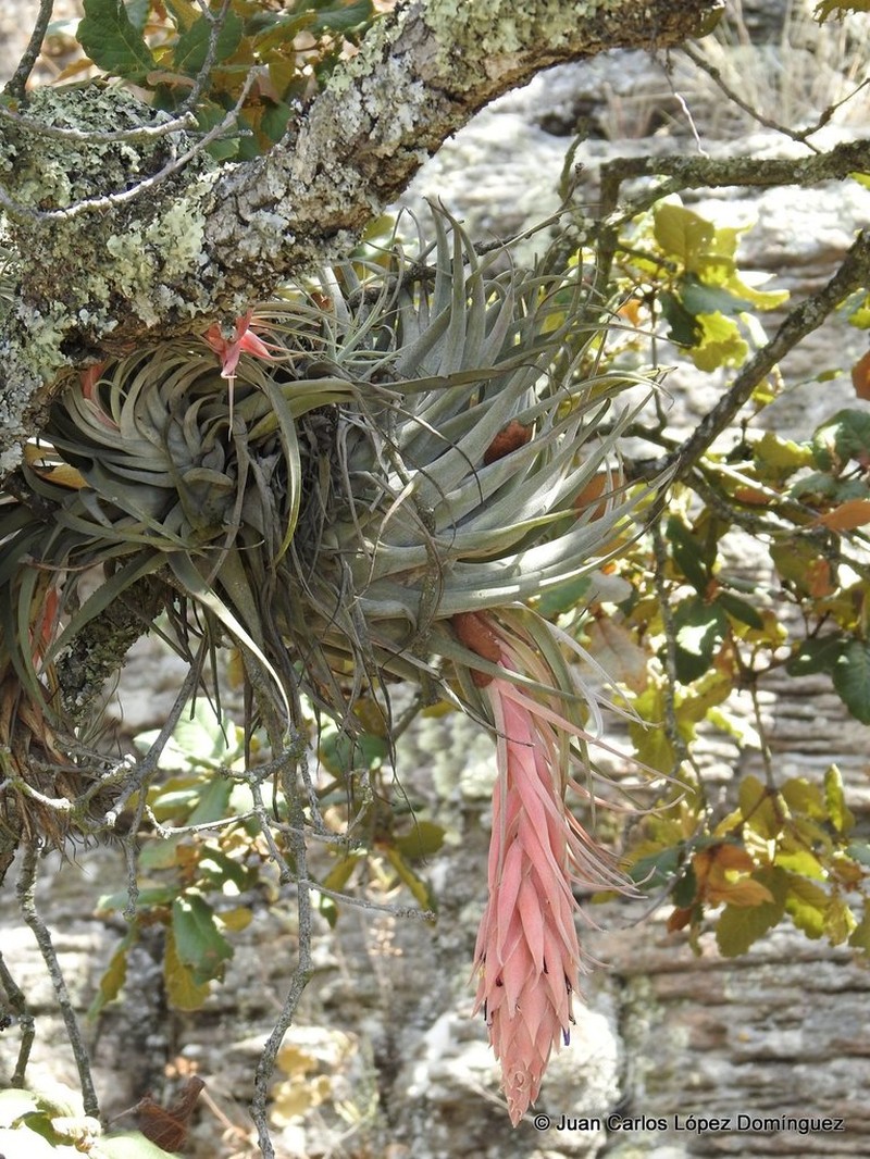 Tillandsia tecolometl photo 4