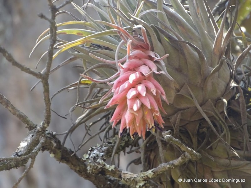 Tillandsia tecolometl photo 5