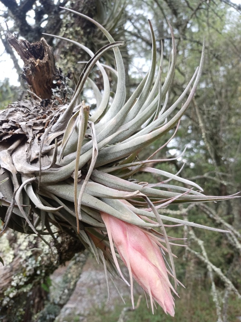 Tillandsia tecolometl photo 6