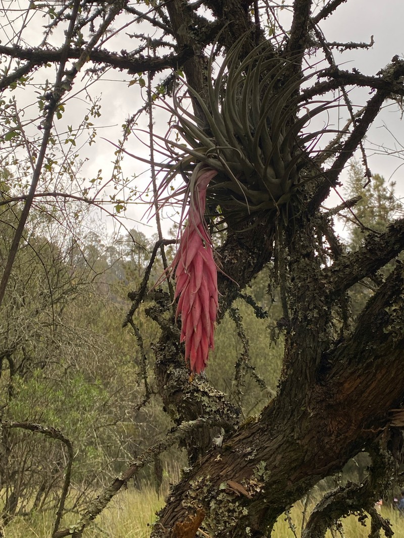 Tillandsia tecolometl photo 7