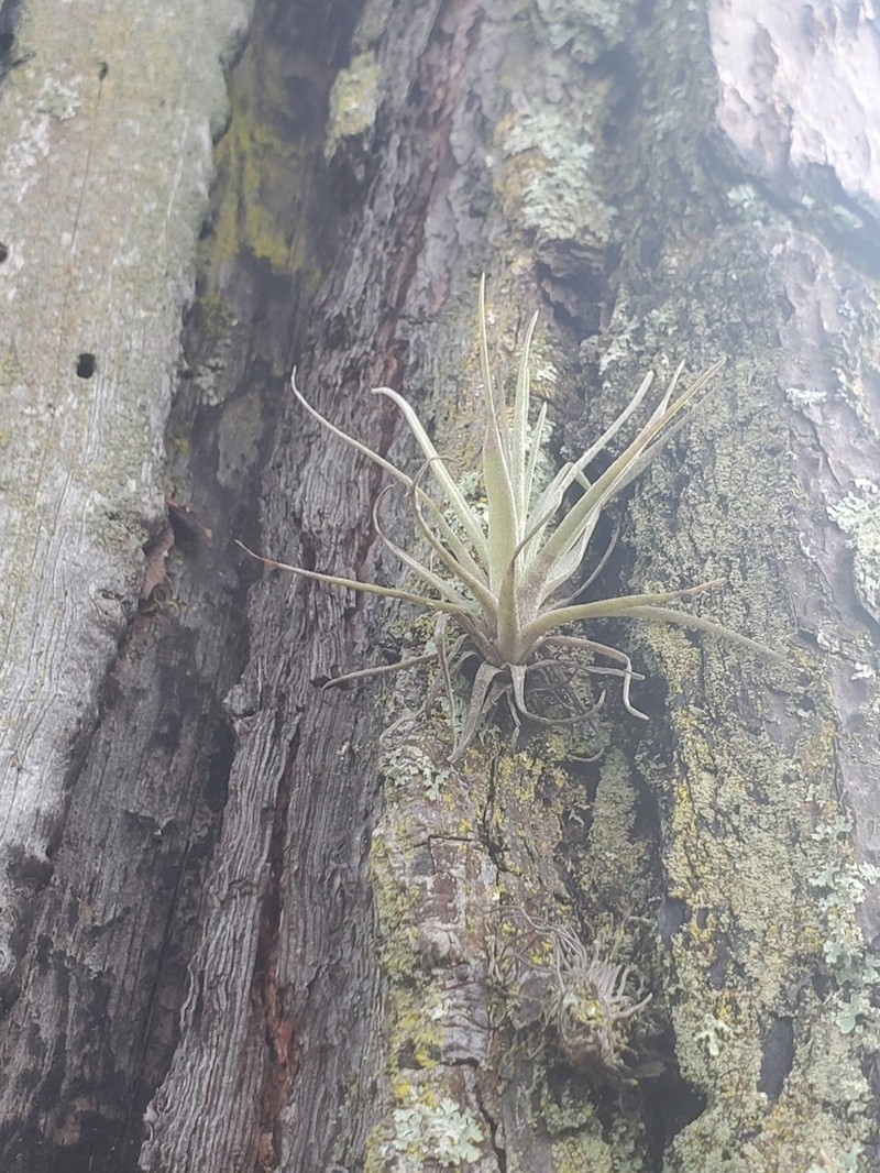 Tillandsia tecolometl photo 8