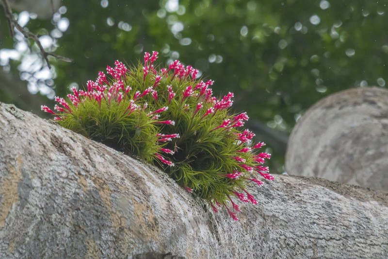 Narrowleaf Airplant photo 3