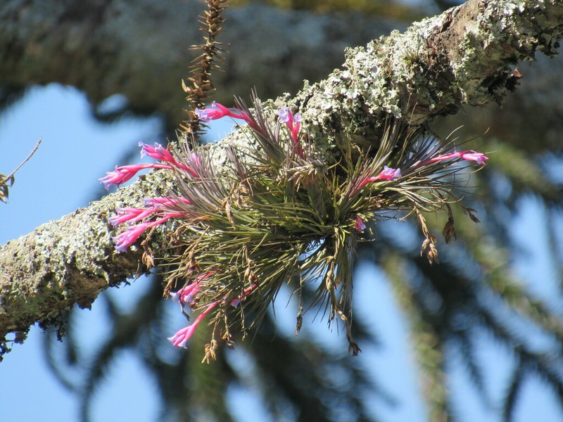 Narrowleaf Airplant photo 5