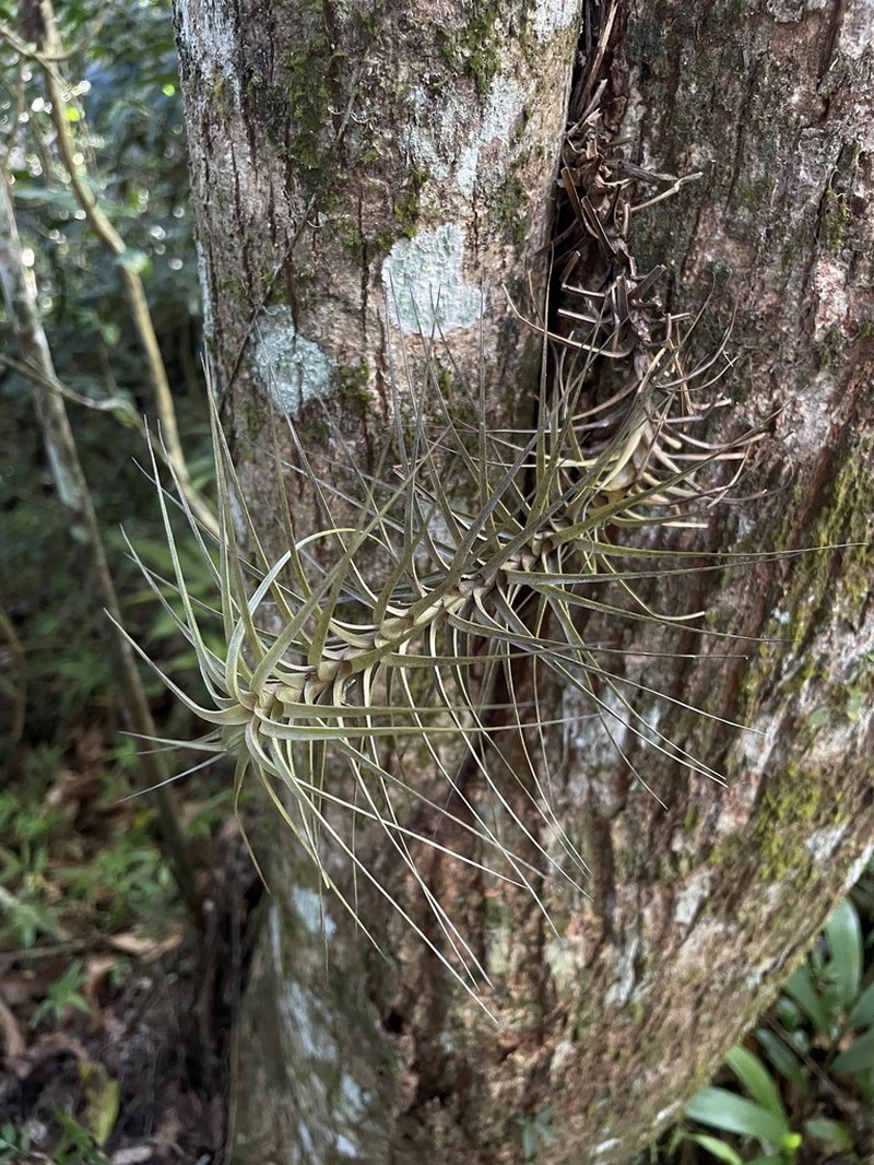 Narrowleaf Airplant photo 6
