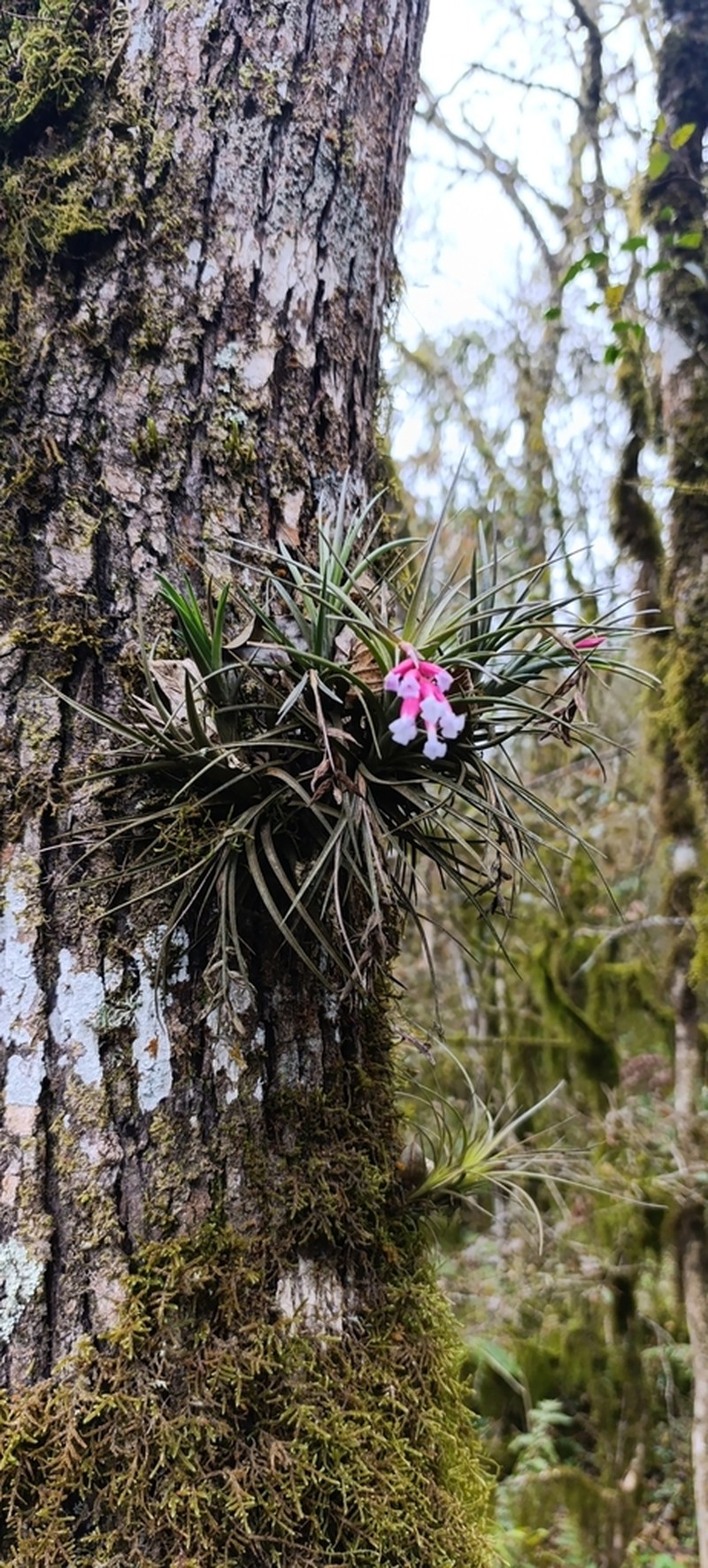 Narrowleaf Airplant photo 7
