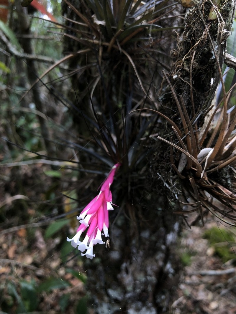 Narrowleaf Airplant photo 8