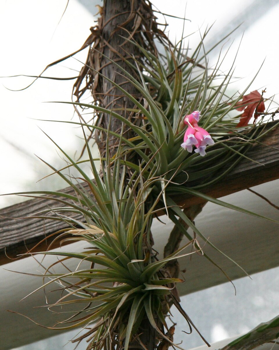 Narrowleaf Airplant photo 2