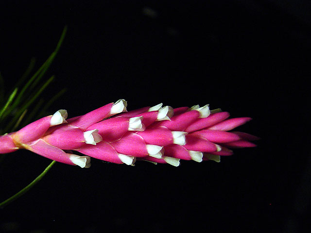 Narrowleaf Airplant