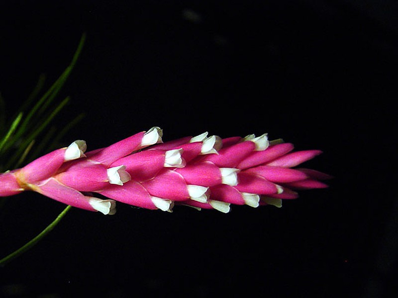 Narrowleaf Airplant