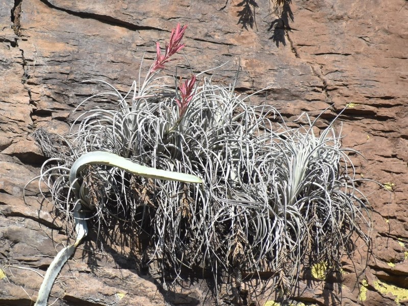 Tillandsia tequilana