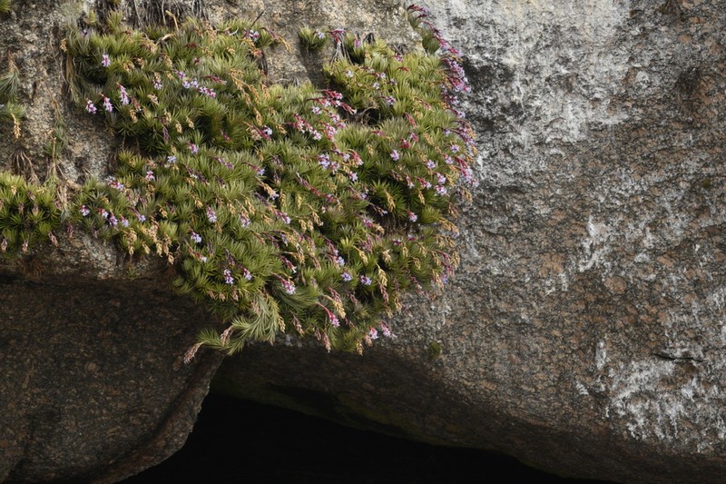Tillandsia uiraretama