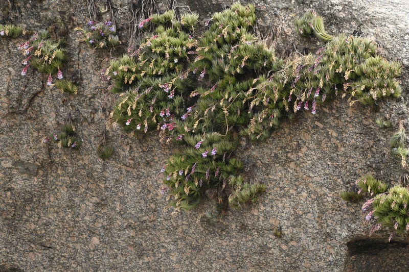 Tillandsia uiraretama photo 2