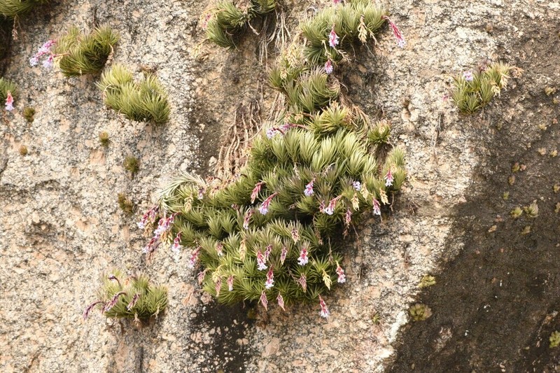Tillandsia uiraretama photo 3