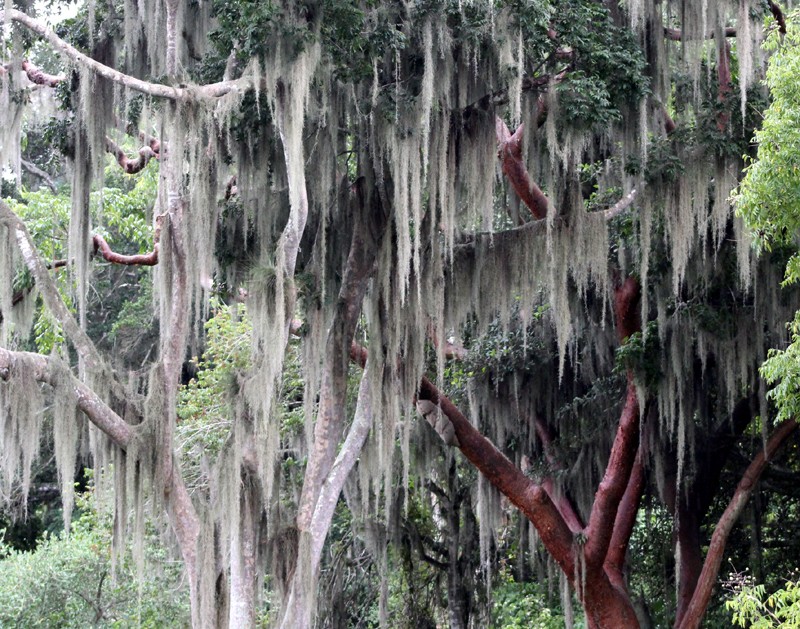 Spanish Moss photo 3