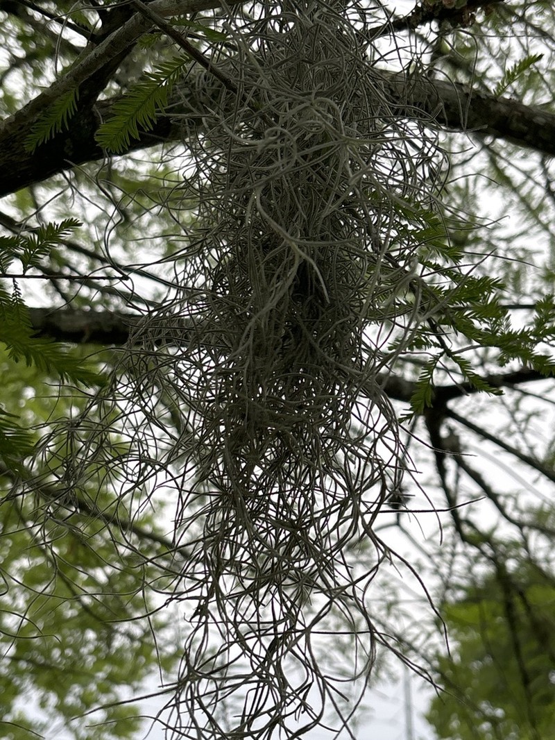 Spanish Moss photo 5