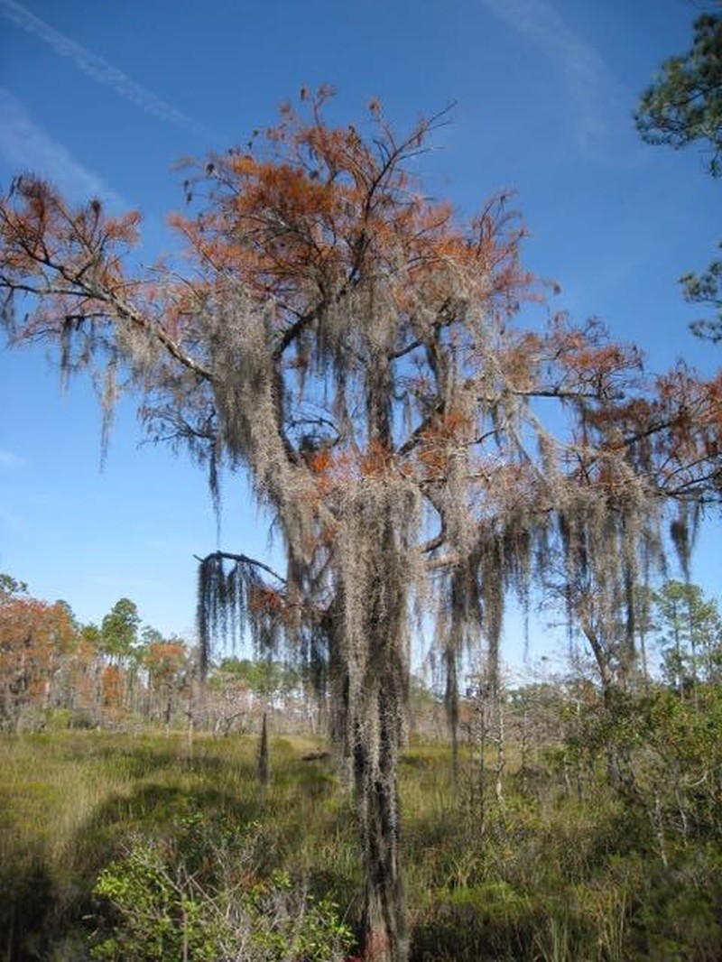 Spanish Moss photo 6