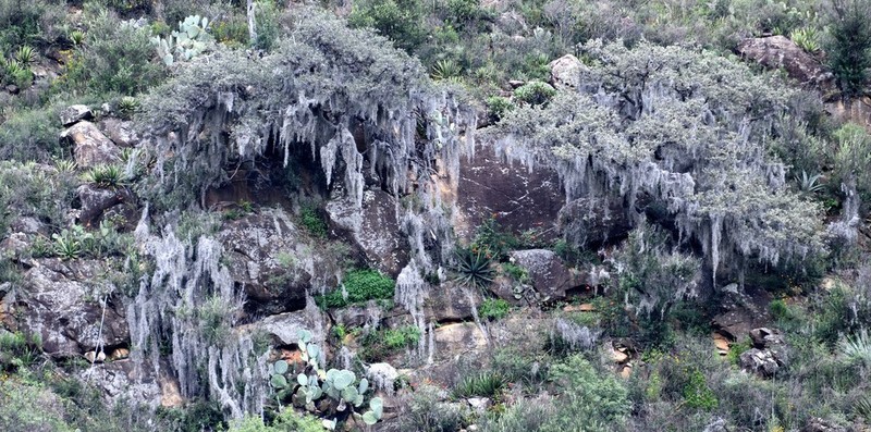 Spanish Moss photo 7