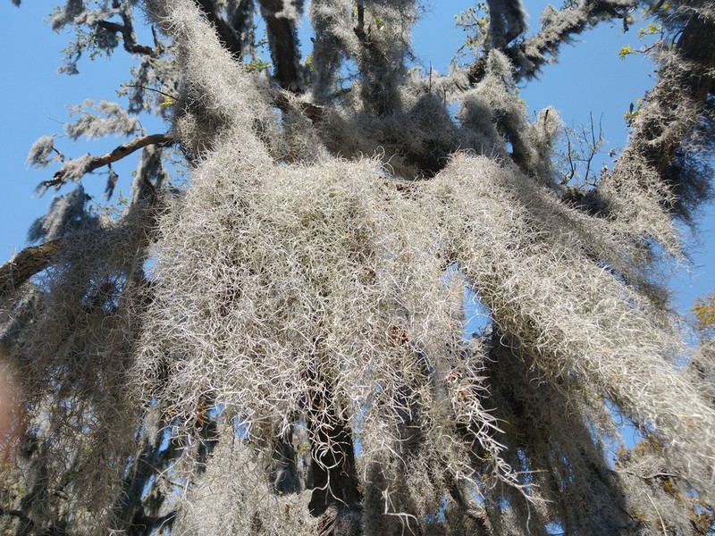 Spanish Moss photo 8