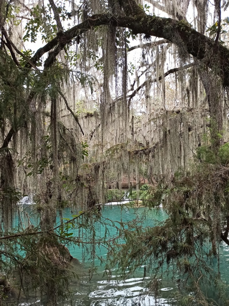 Spanish Moss photo 2