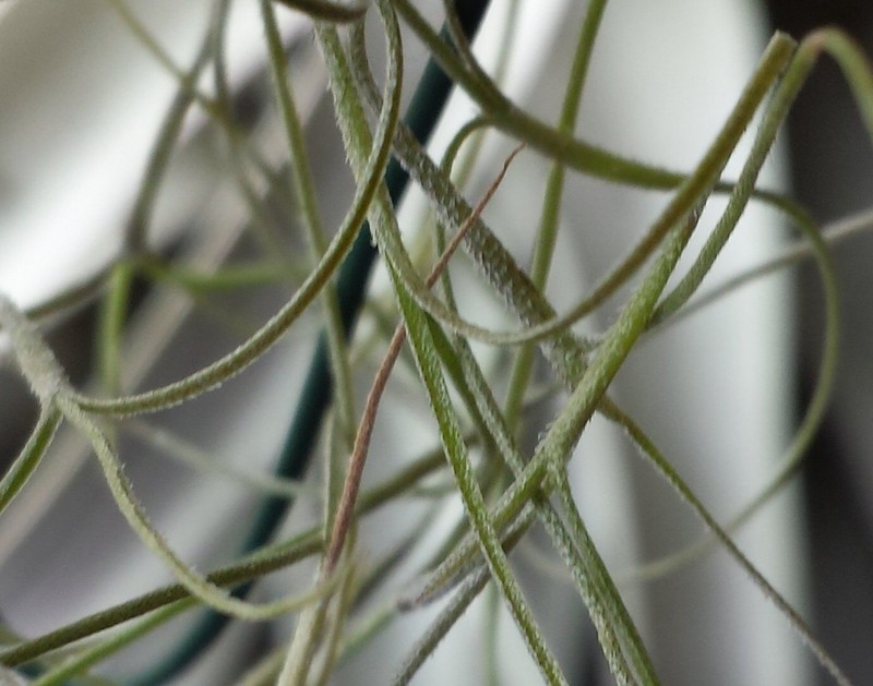 Spanish Moss photo 8