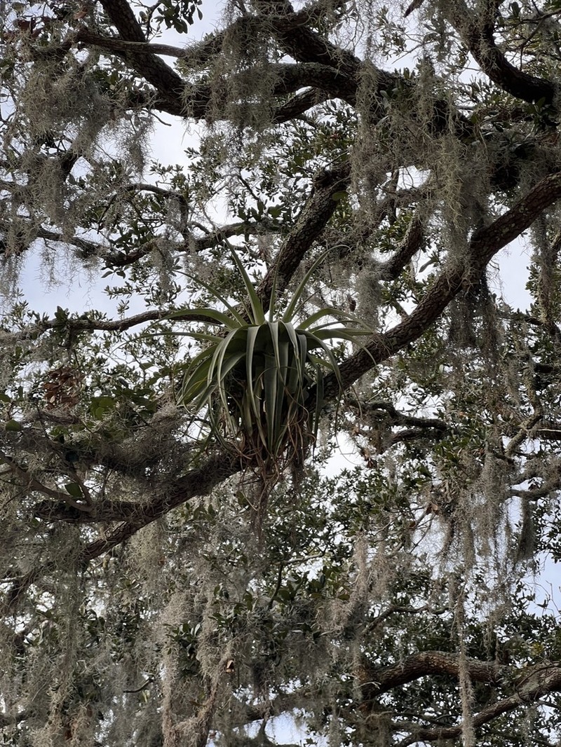 Spreading Airplant photo 3
