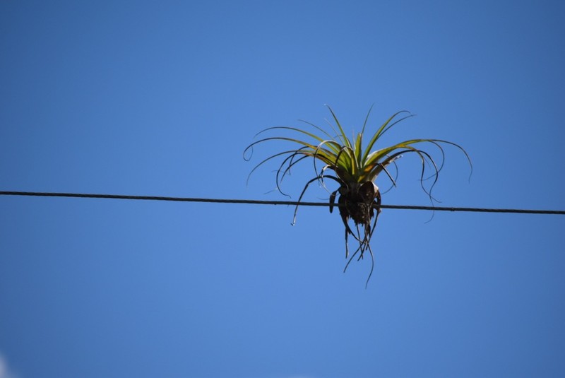 Spreading Airplant photo 4