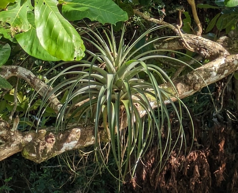 Spreading Airplant photo 5