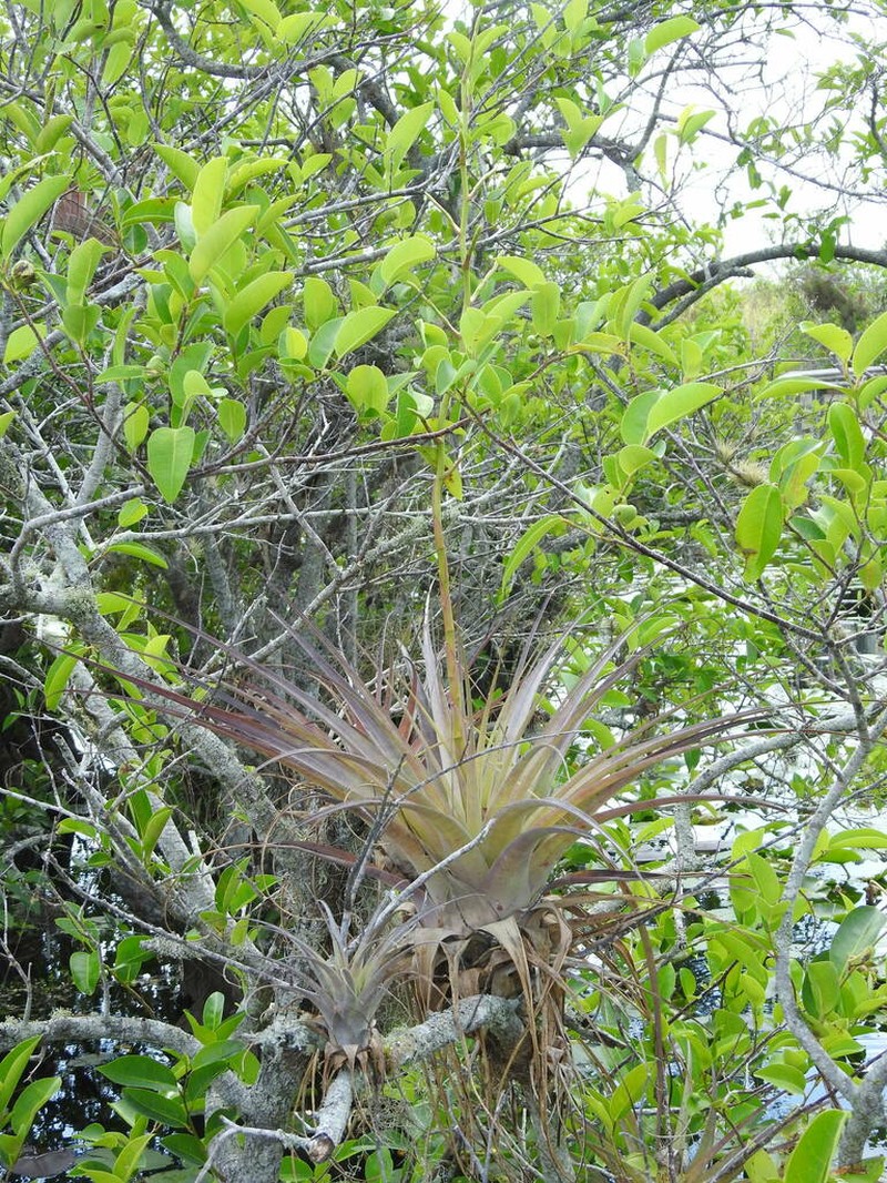 Spreading Airplant photo 6