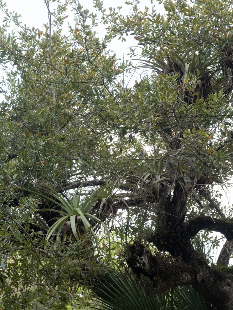 Spreading Airplant photo 7