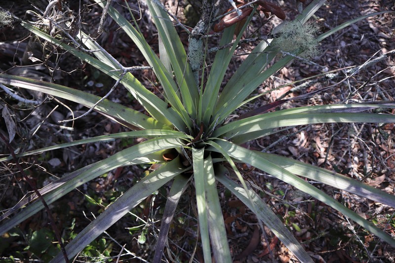Spreading Airplant photo 5