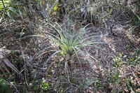 Spreading Airplant