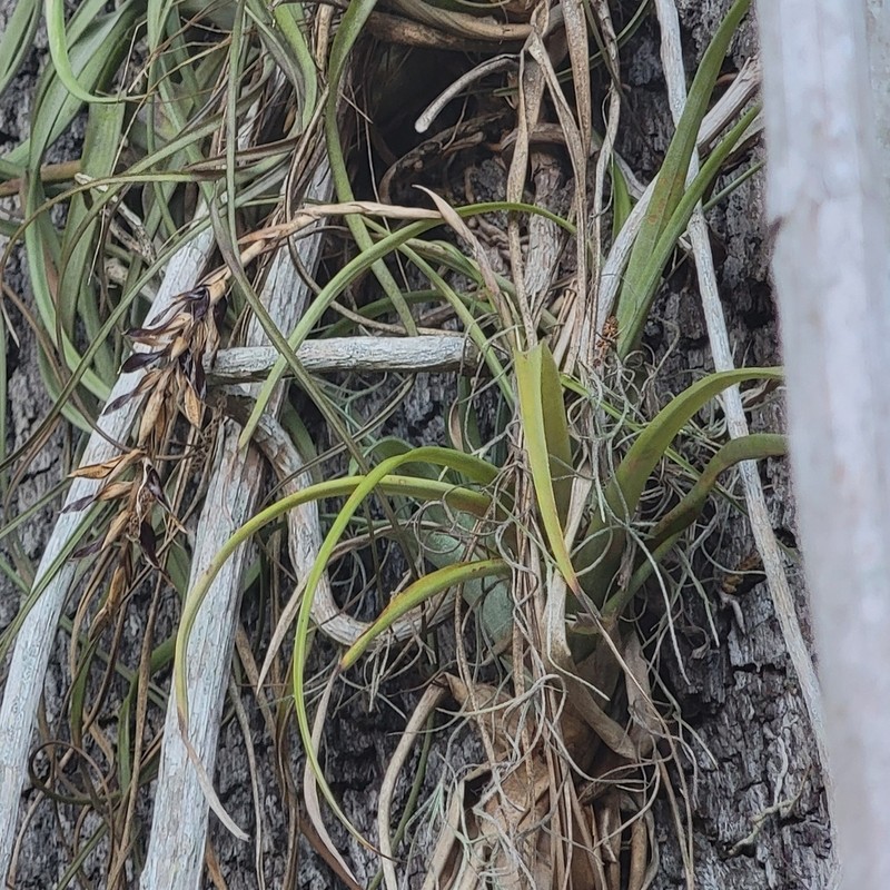 Leatherleaf Airplant