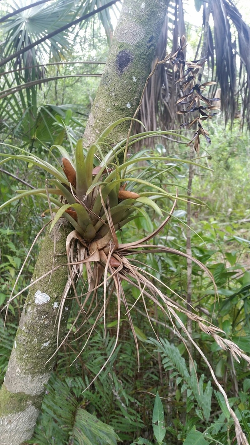 Leatherleaf Airplant photo 2
